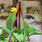 JUNE - Suspension plante Bordeaux / Gris
