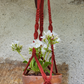 JUNE - Suspension plante macramé Terracotta